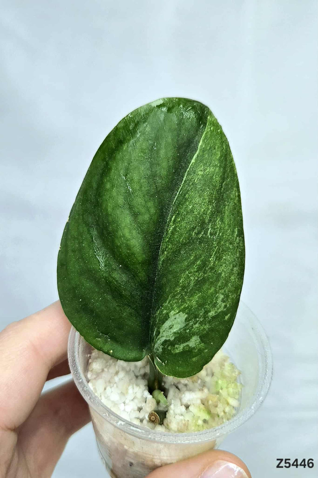Scindapsus Jade Satin Mint #Z5446