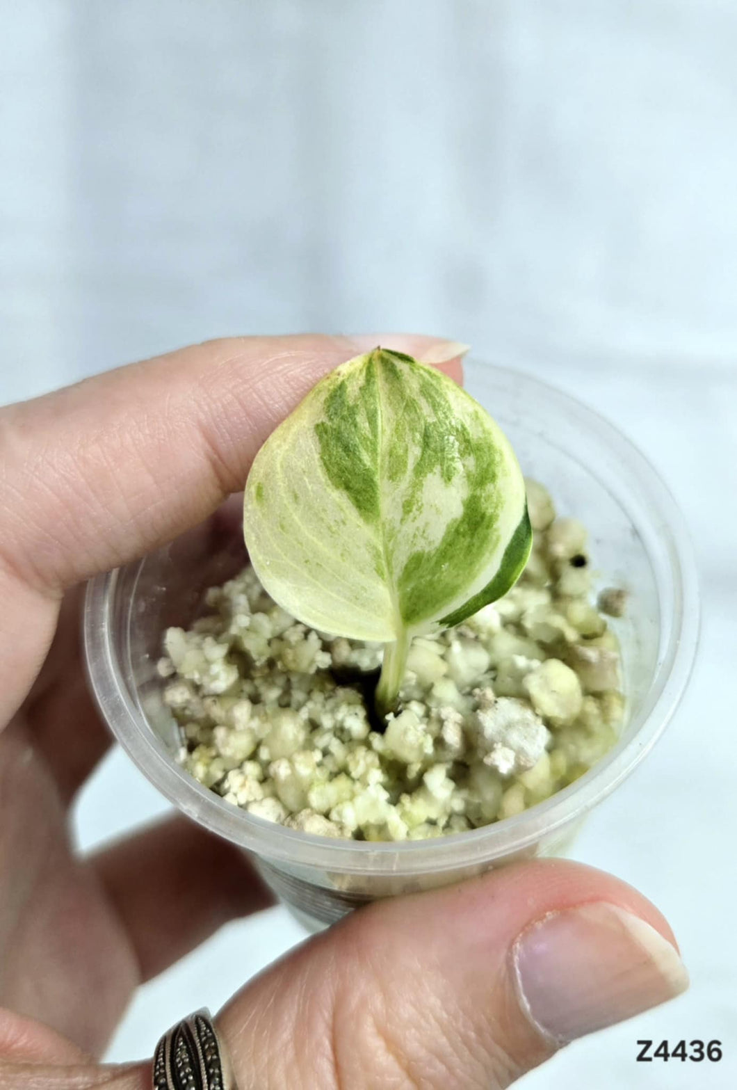 Pothos Manjula #Z4436