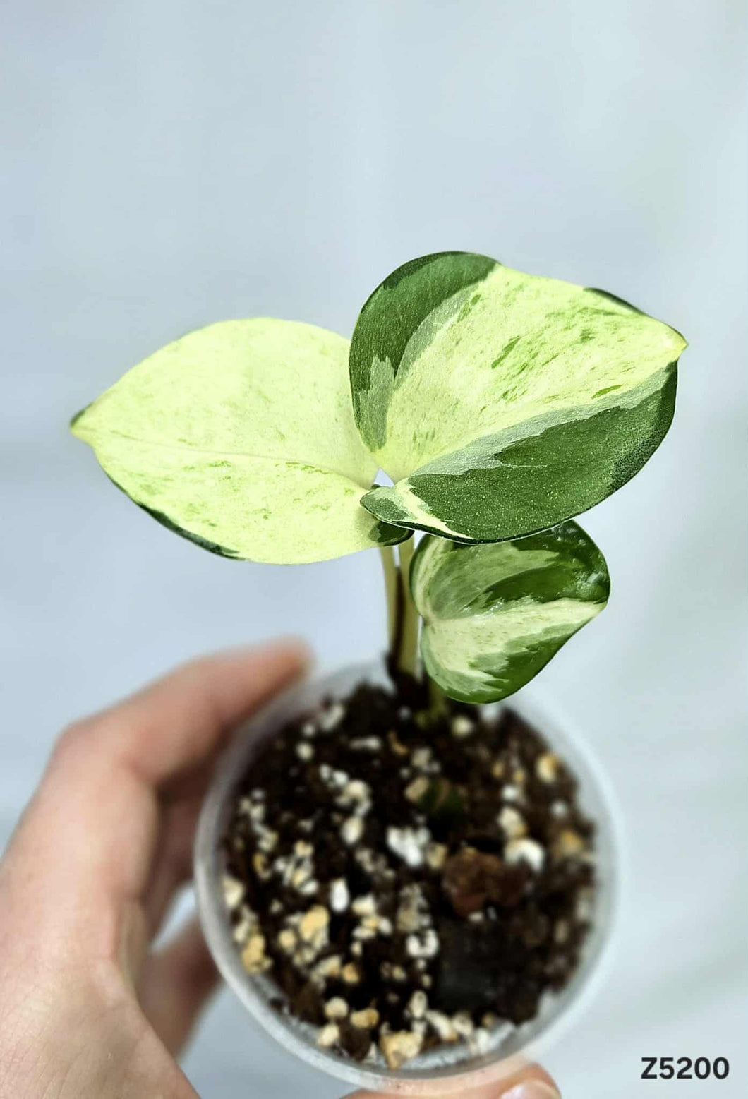 Pothos Manjula #Z5200