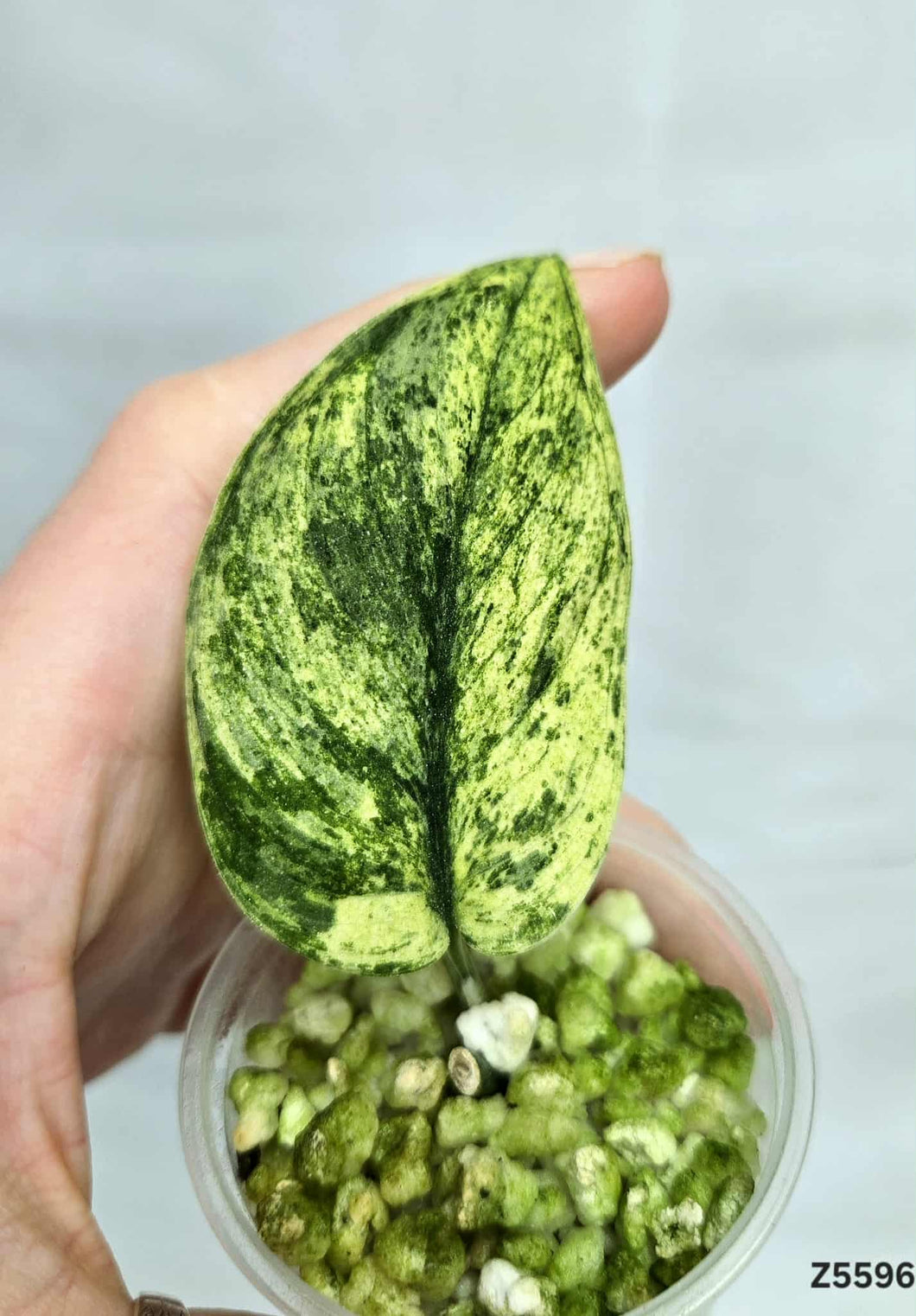Scindapsus  Halimoon #Z5596