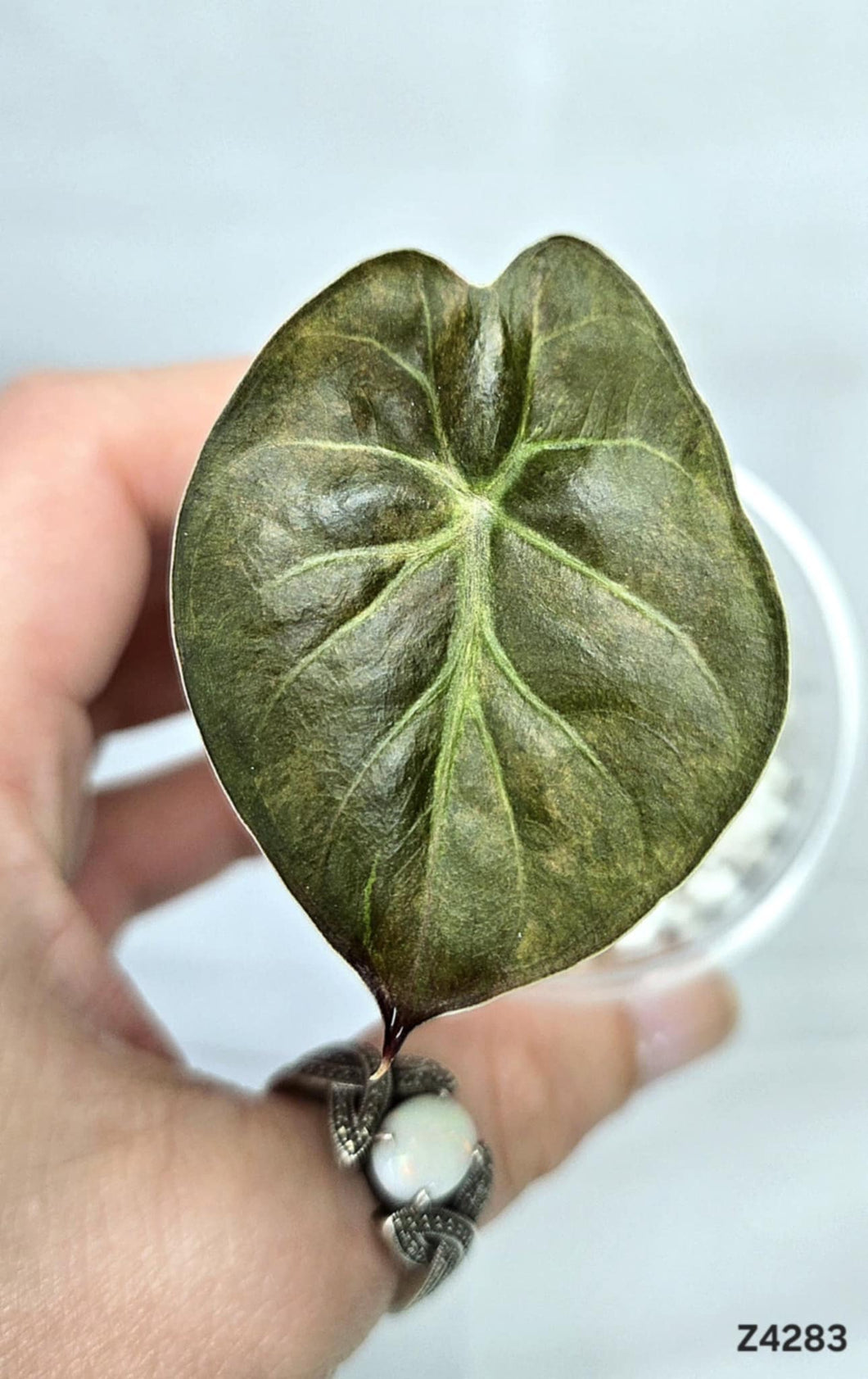Alocasia Wentii Variegata (offshoot) #Z4283