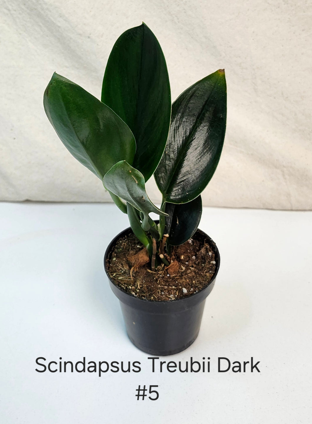 Scindapsus Treubii Dark Form #5