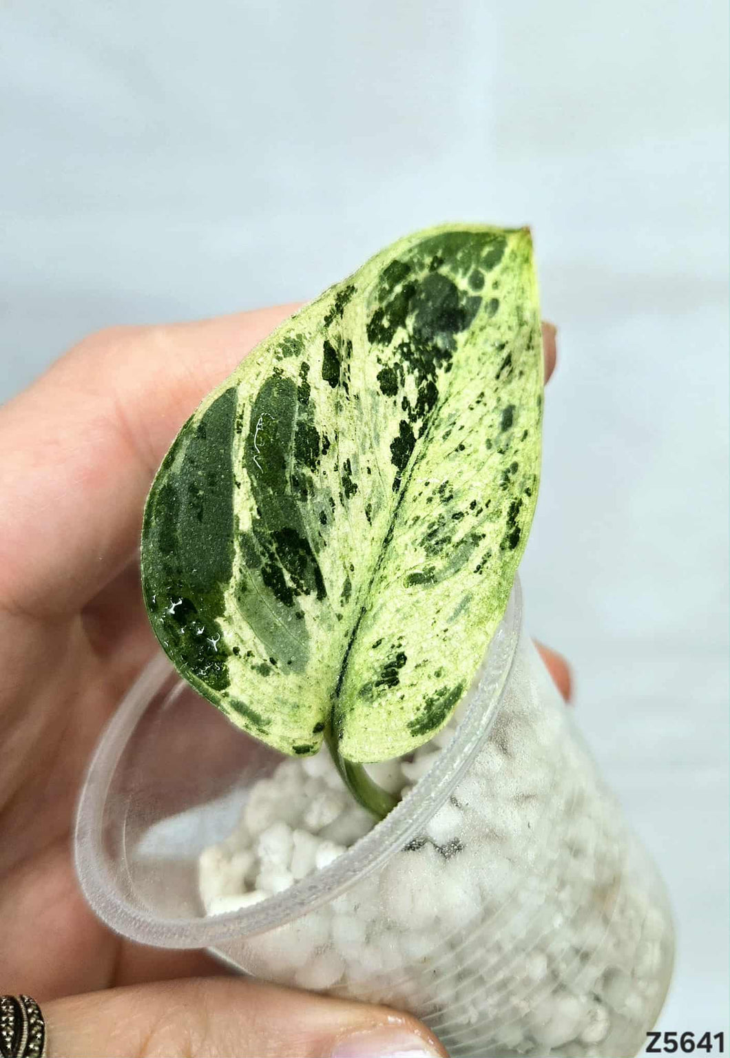 Scindapsus Halimoon #Z5641