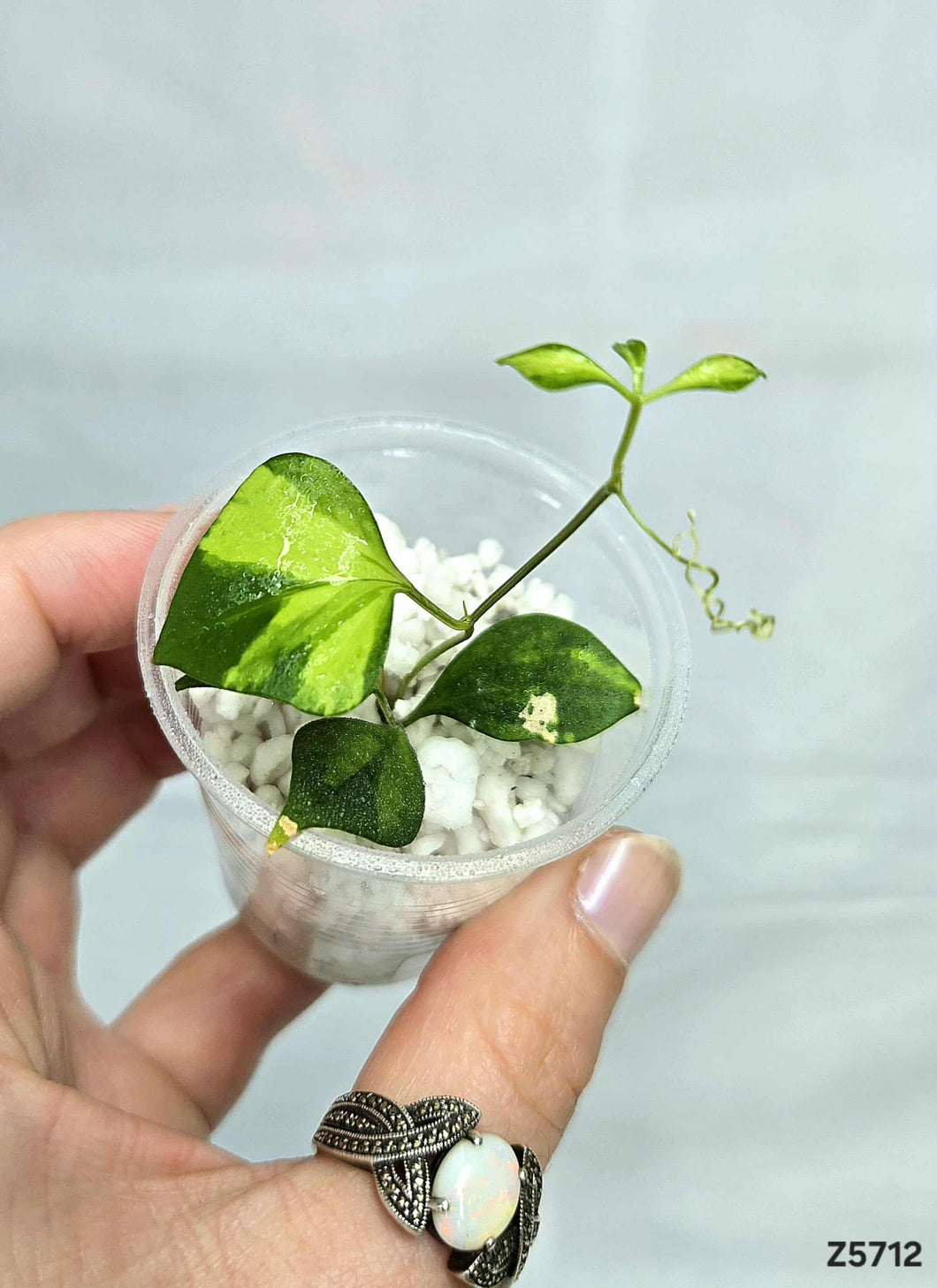 Cissus Variegata #Z5712