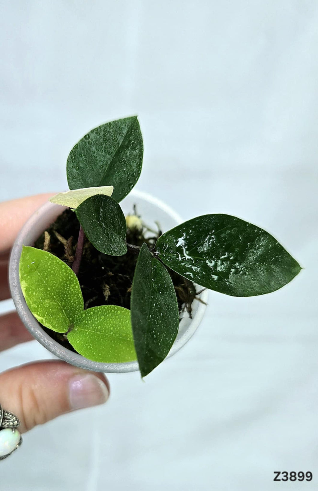 Zz plant Variegata #Z3899