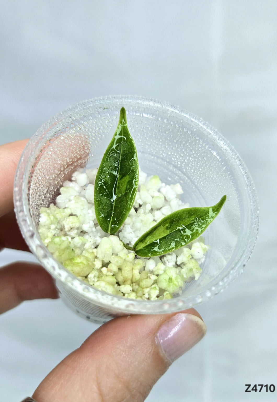 Hoya Dennisii Frida ⭐️ #Z4710