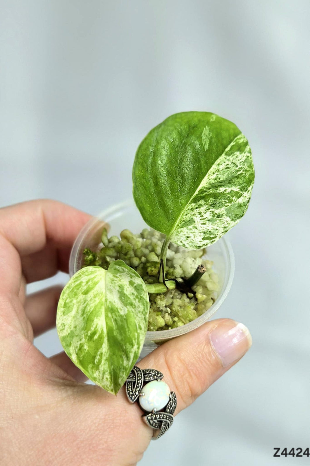 Epipremnum Pinnatum Marble #Z4424
