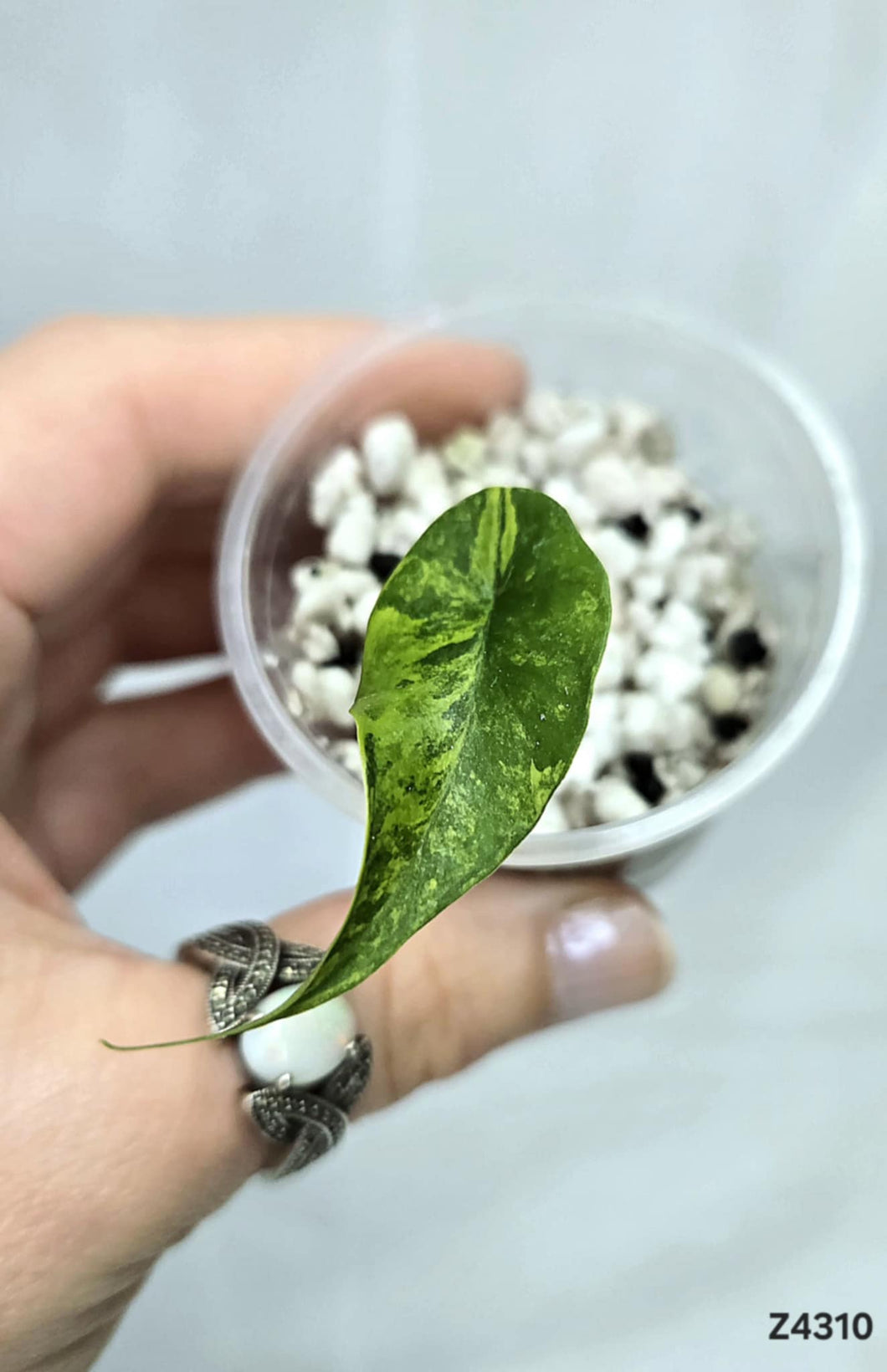 Alocasia Simpo Aurea #Z4310
