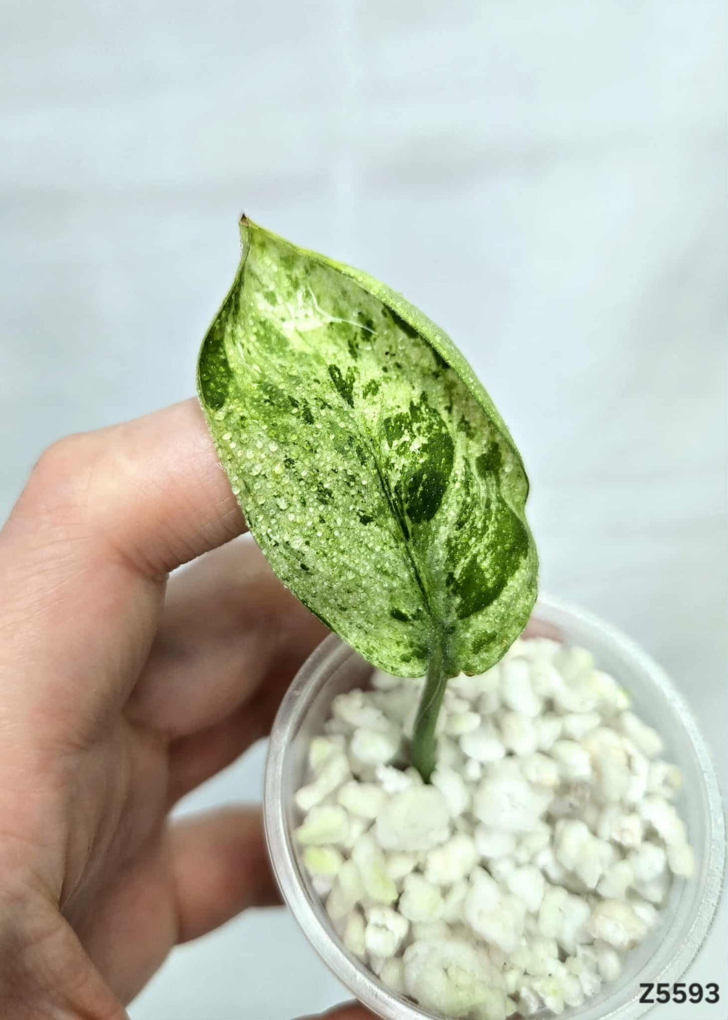 Scindapsus Marble Queen #Z5593