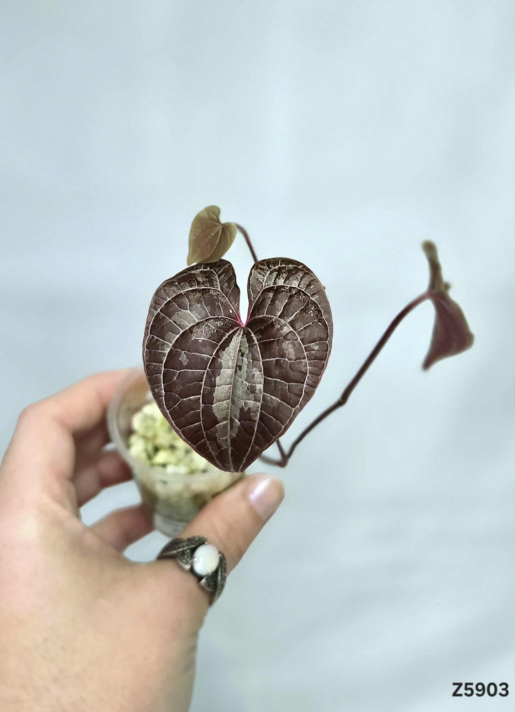 Dioscorea Purple #Z5903