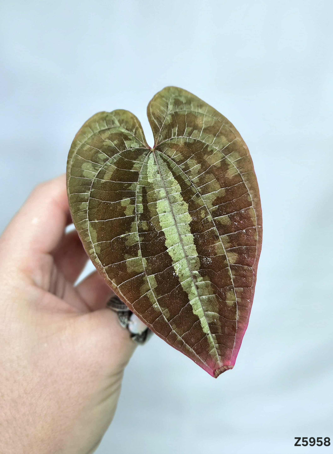 Dioscorea Purple #Z5958