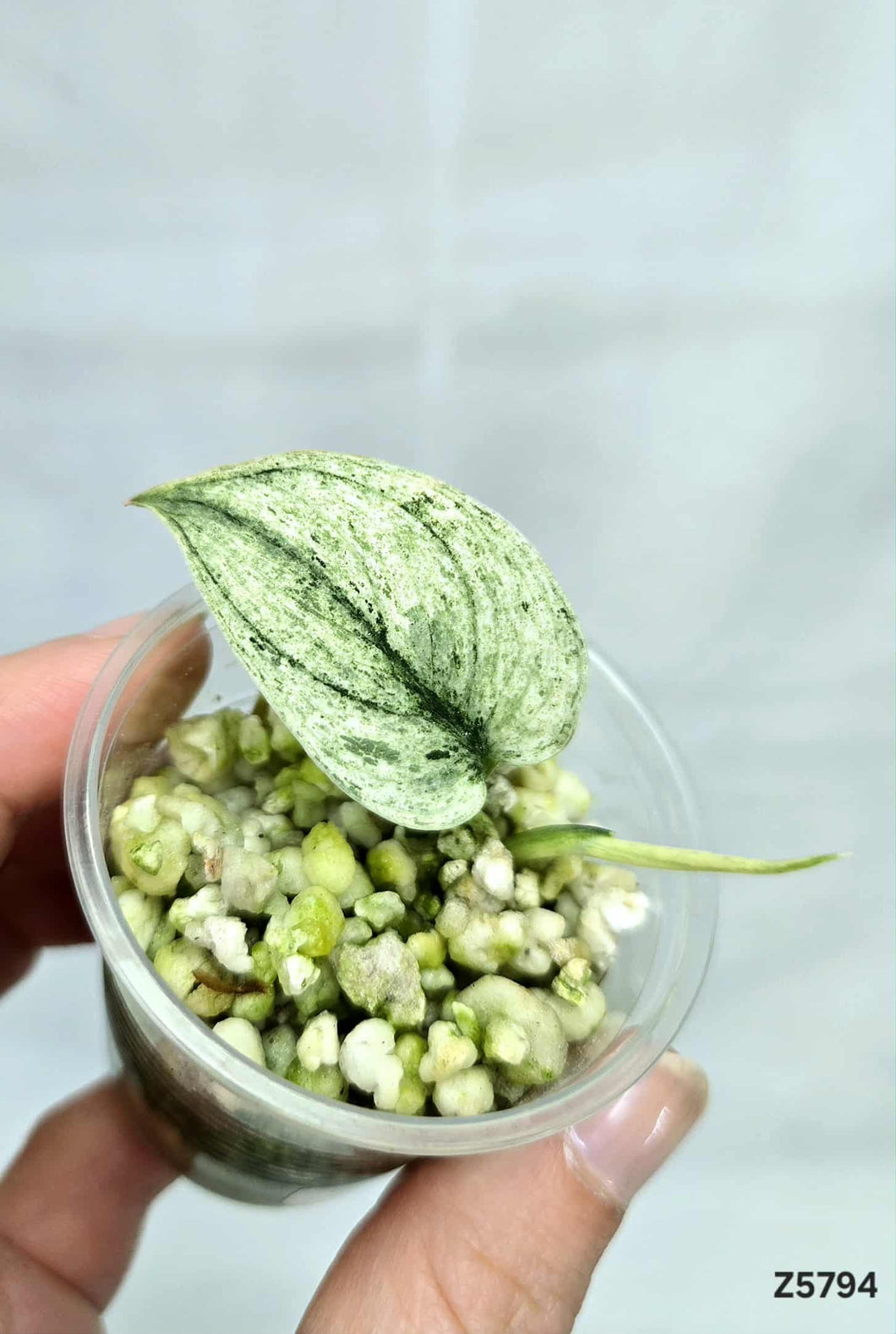 Scindapsus Perlas #Z5794