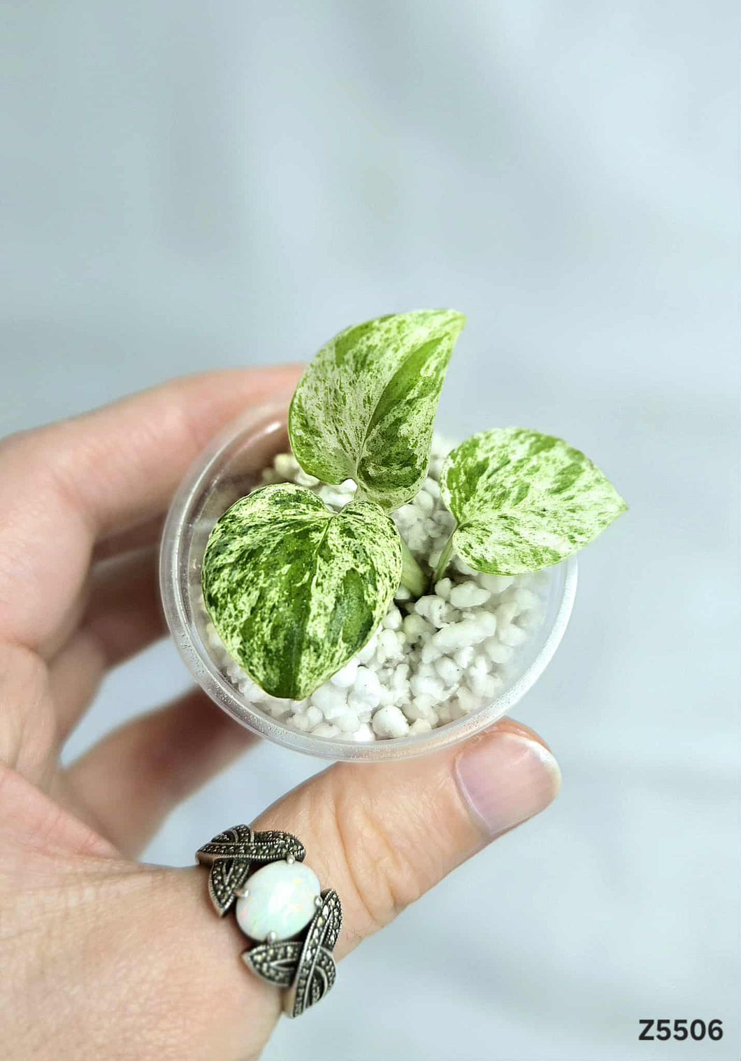 Epipremnum Pinnatum Marble #Z5506