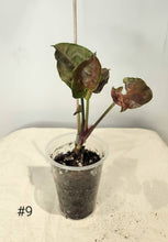 Charger l&#39;image dans la galerie, Syngonium Strawberryice
