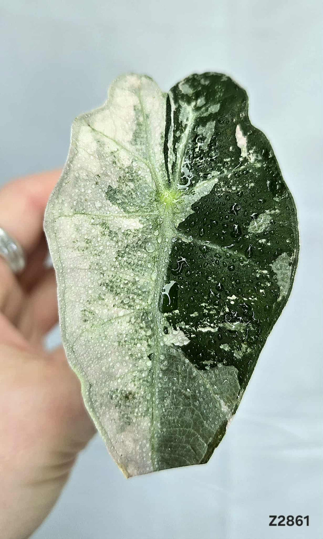 Alocasia Amazonica Albo Pink #Z2861