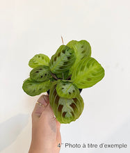 Charger l'image dans la galerie, Maranta black
