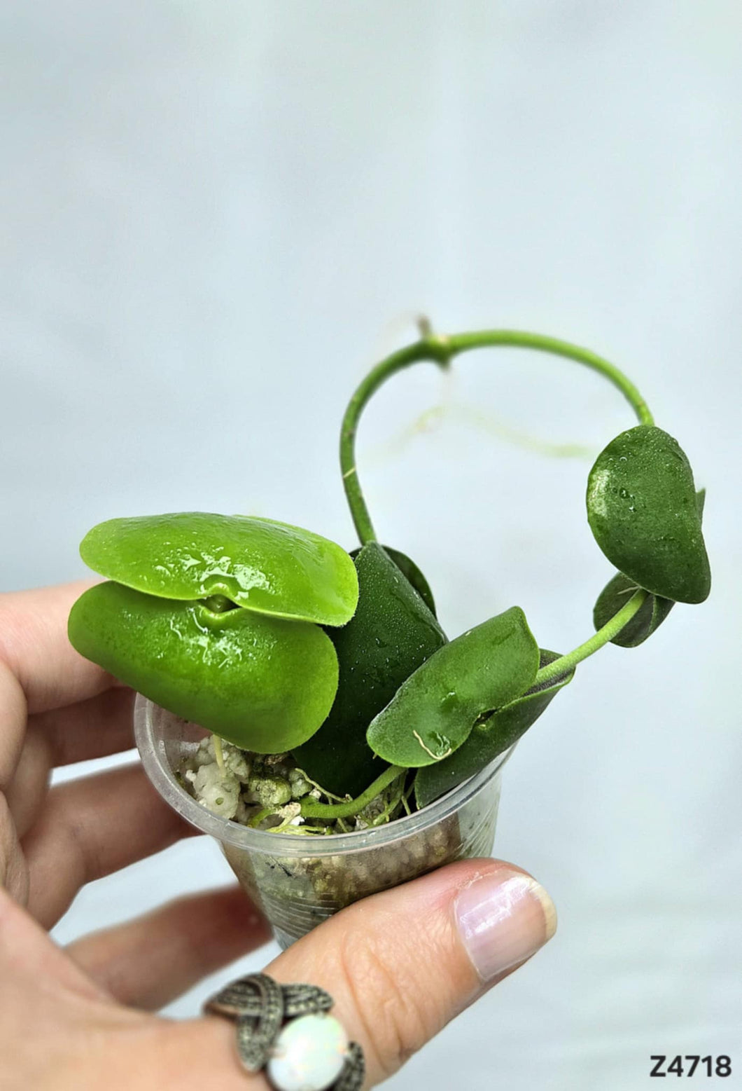 Dischidia Platyphylla ⭐️ #Z4718