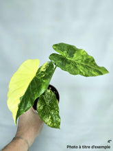 Charger l&#39;image dans la galerie, Alocasia gageana aurea
