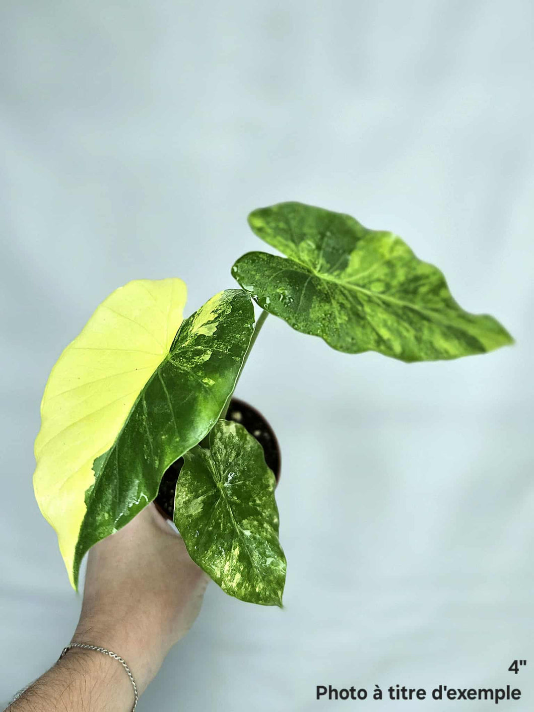 Alocasia gageana aurea