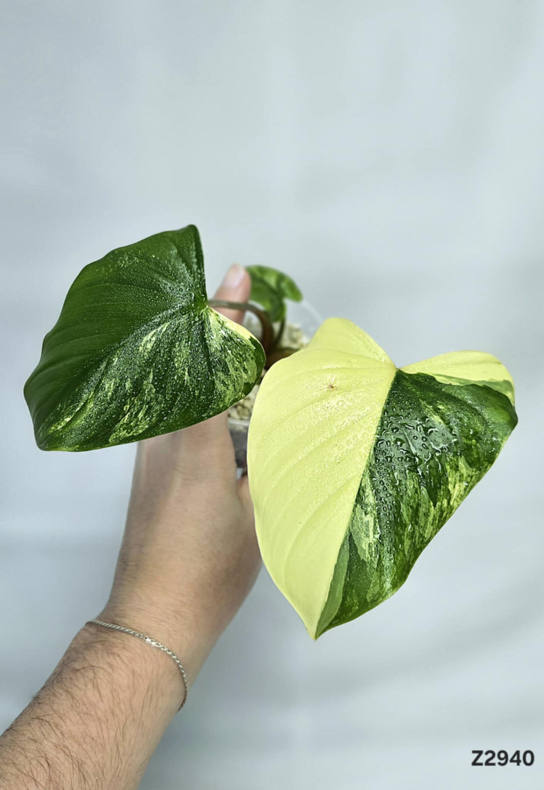 Homalomena Aurea #Z2940