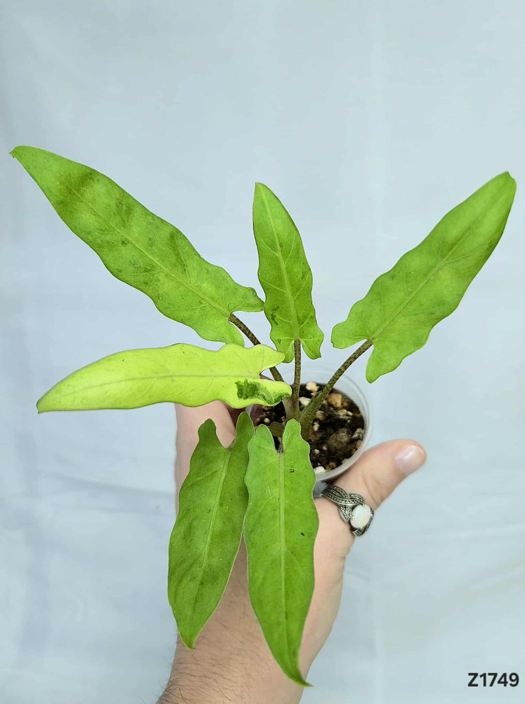 Alocasia Lauterbachiana  #Z1749