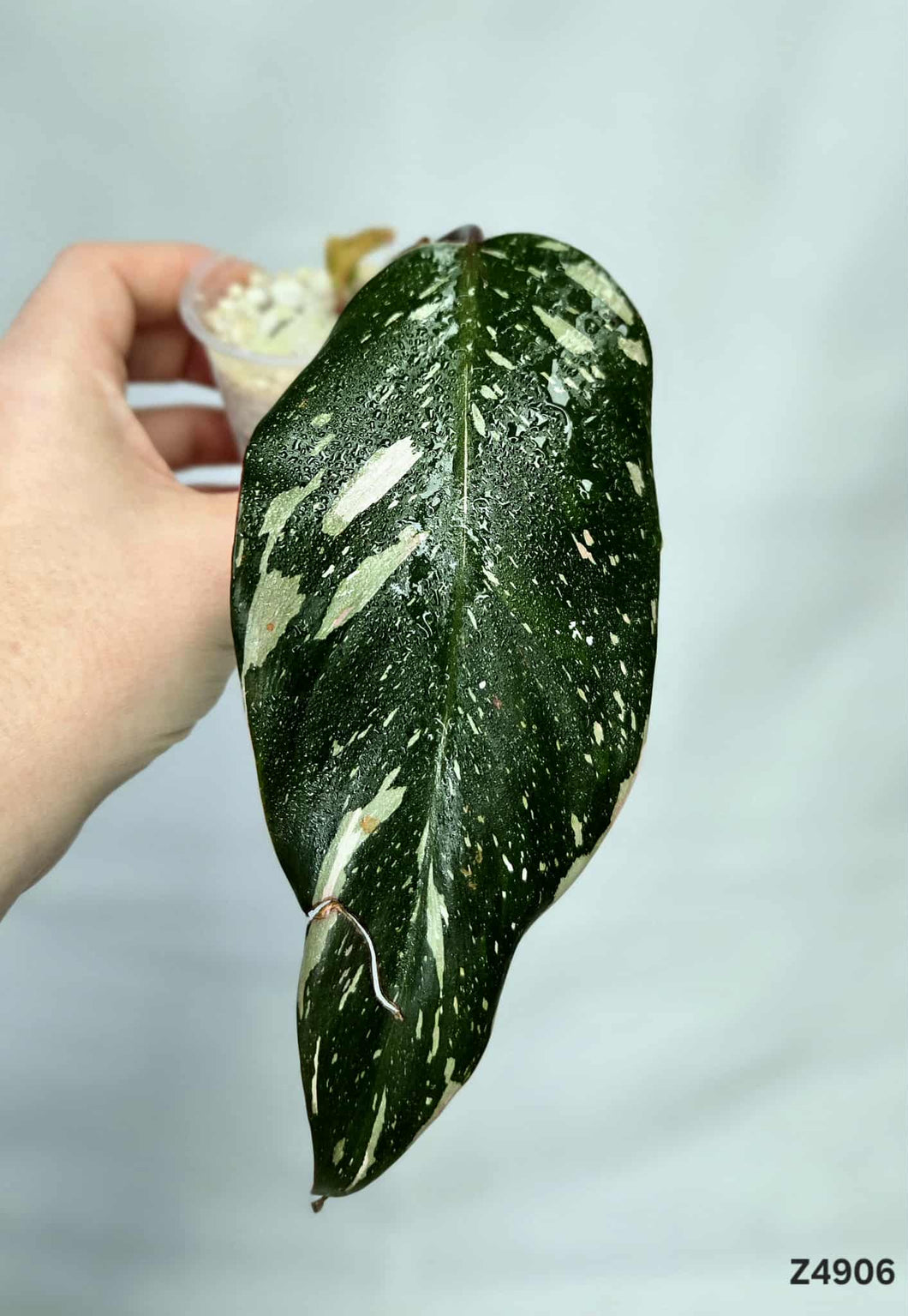 Philodendron Red Anderson #Z4906