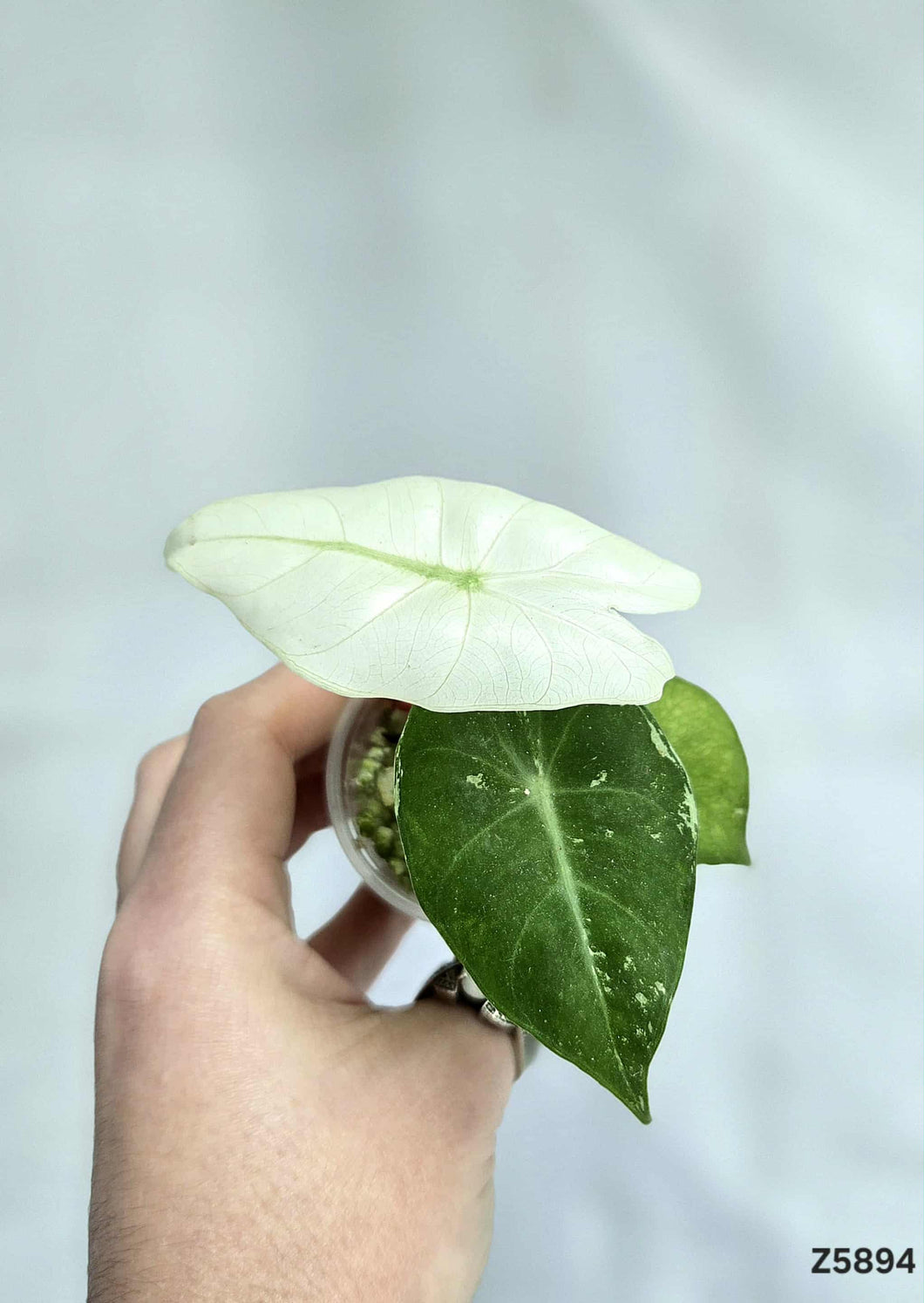 Alocasia Pink Dragon Albo Mint #Z5894