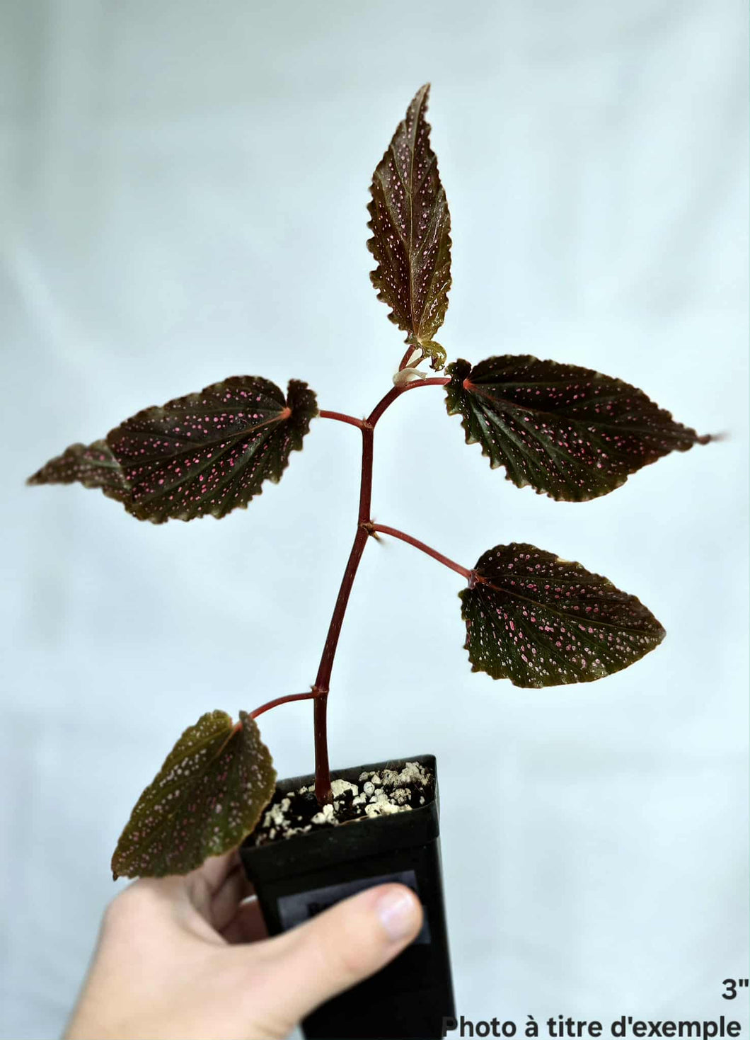 Bégonia benigo pink
