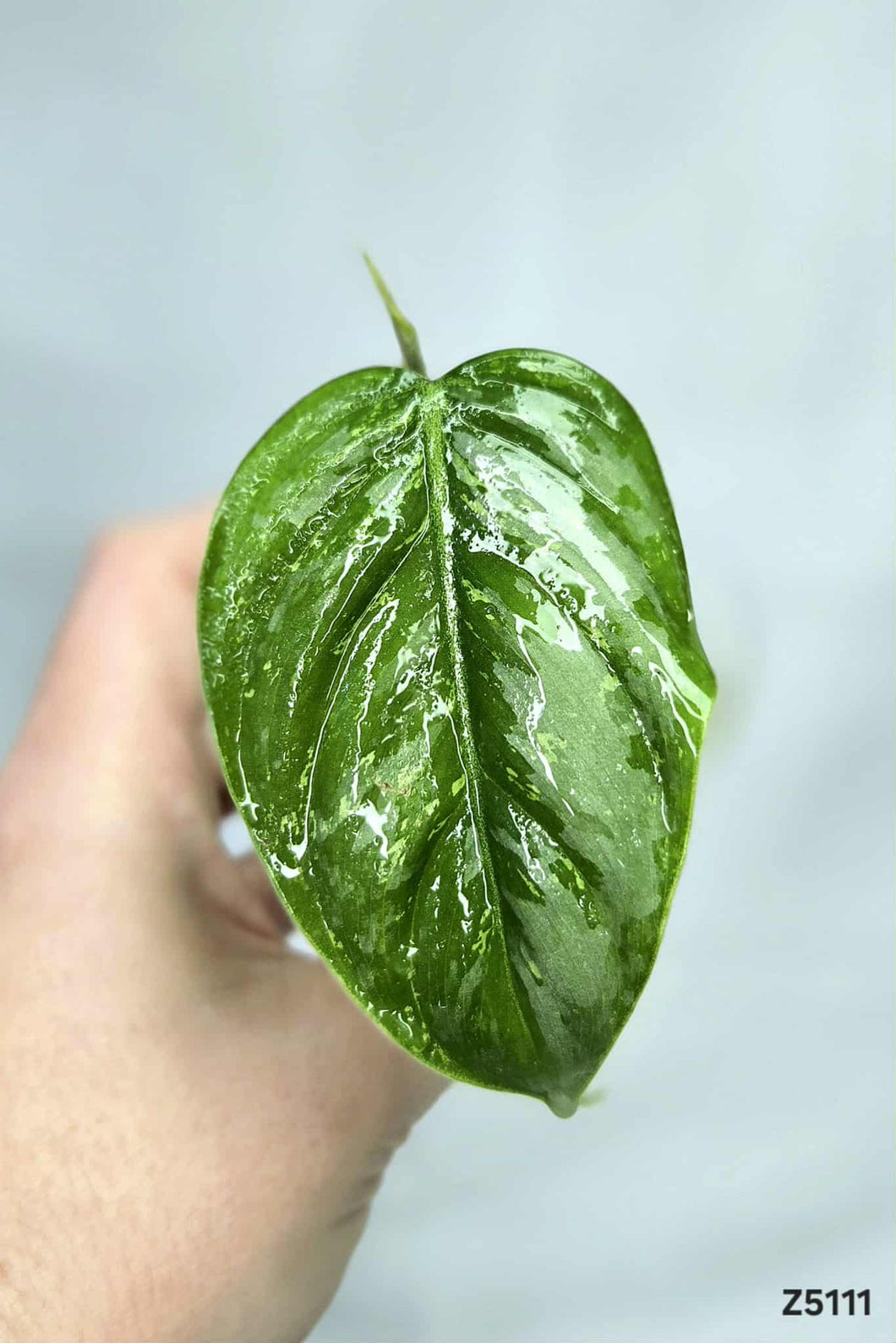 Philodendron Sodiroi Variegata #Z5111