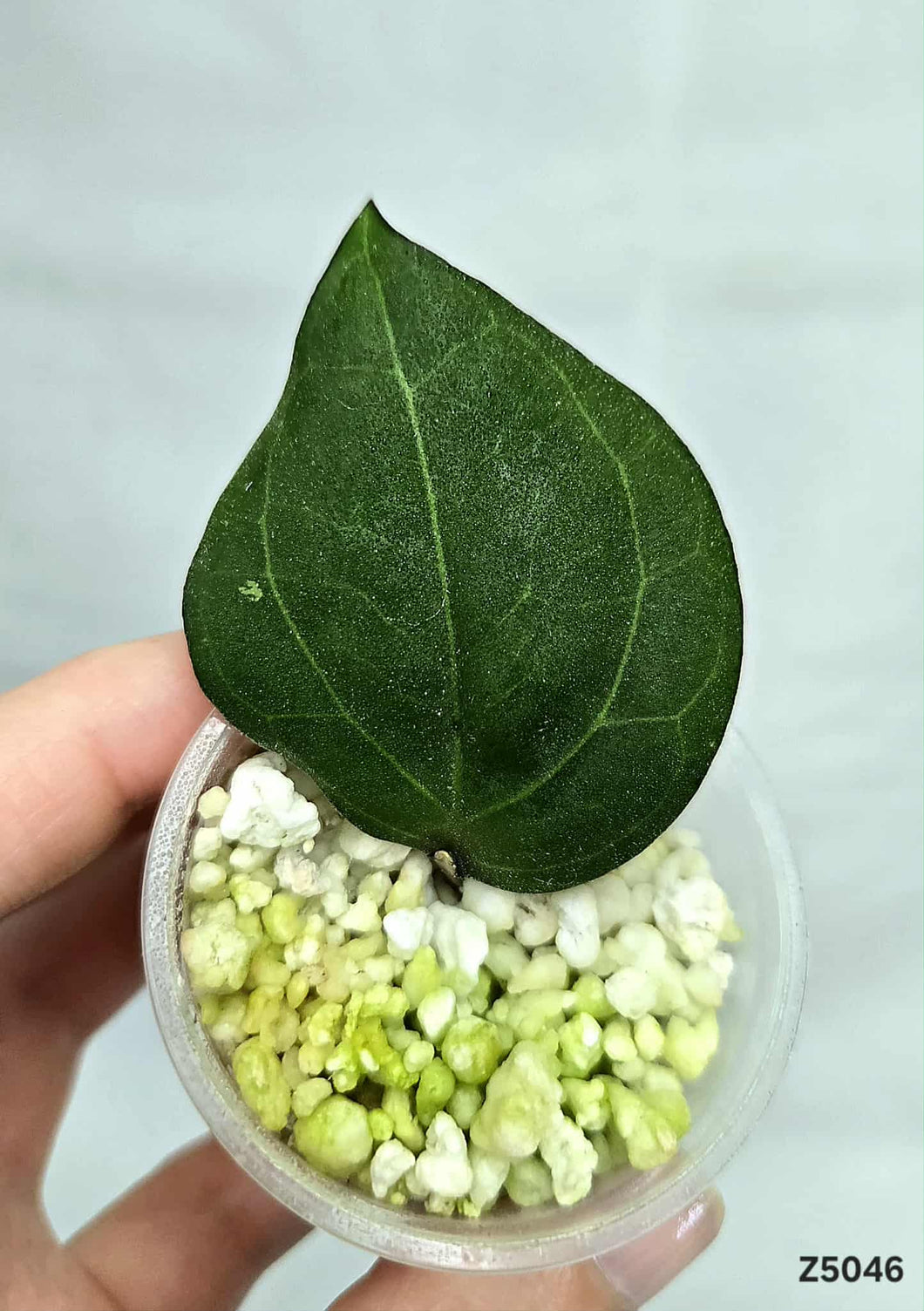 Hoya AH 1011 ⭐️ #Z5046