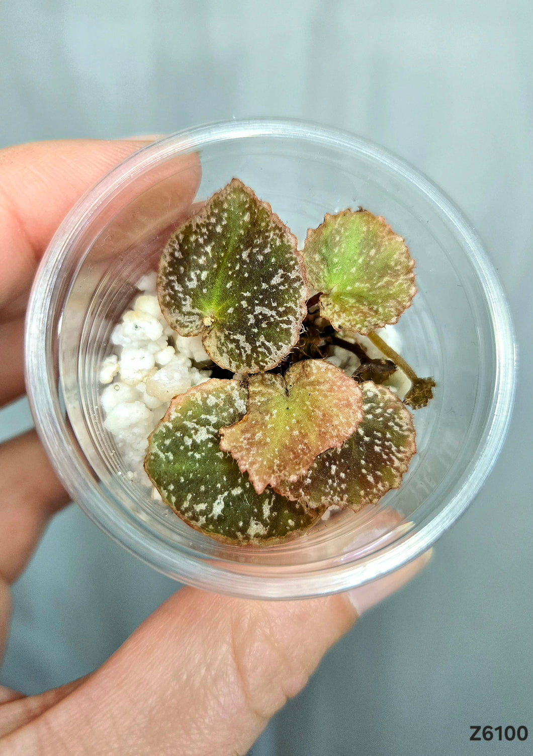 Bégonia Gironella X Nigritarum #Z6100