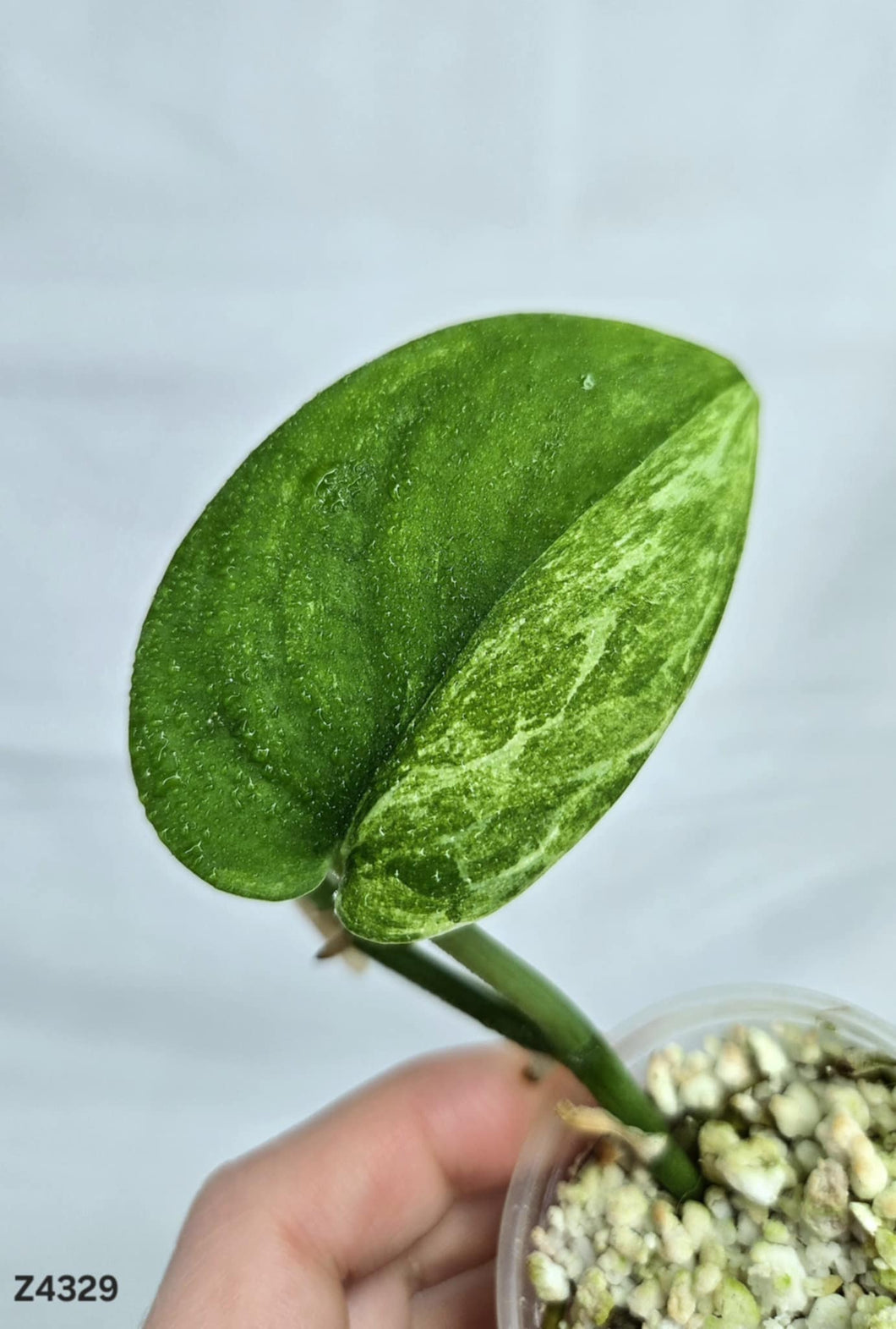 Scindapsus Jade Satin Mint #Z4329