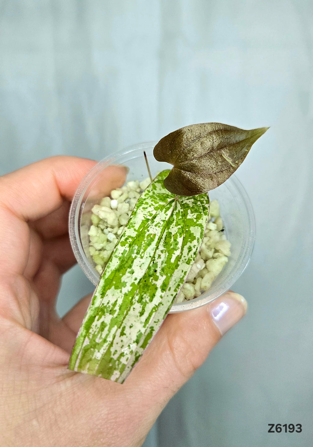 Dioscorea Pixel Pink #Z6193