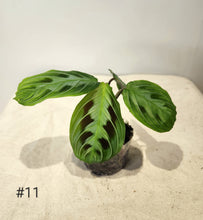 Charger l&#39;image dans la galerie, Maranta noire
