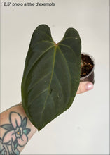 Charger l'image dans la galerie, Anthurium NOID X BVEP
