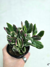 Charger l&#39;image dans la galerie, Crassula jade variegata
