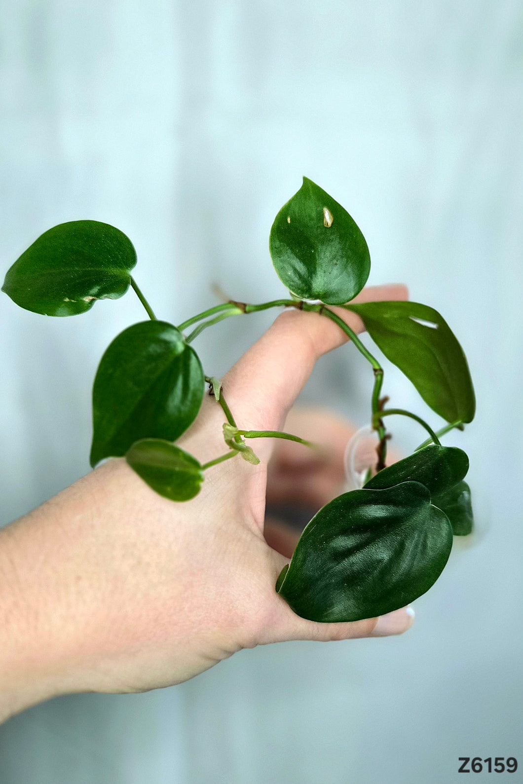 Philodendron Cream Splash Revert #Z6159