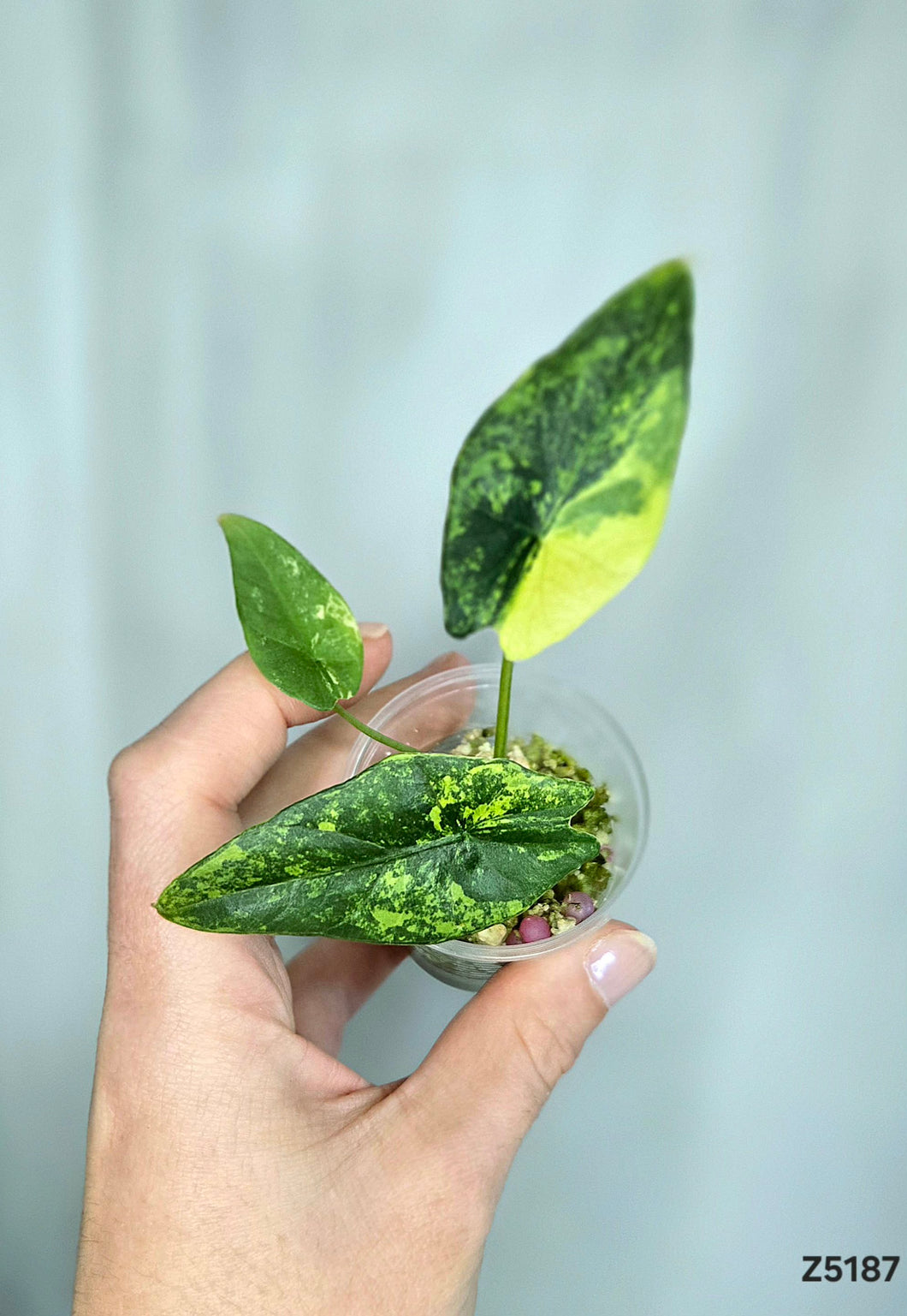 Alocasia Simpo Aurea #Z5187