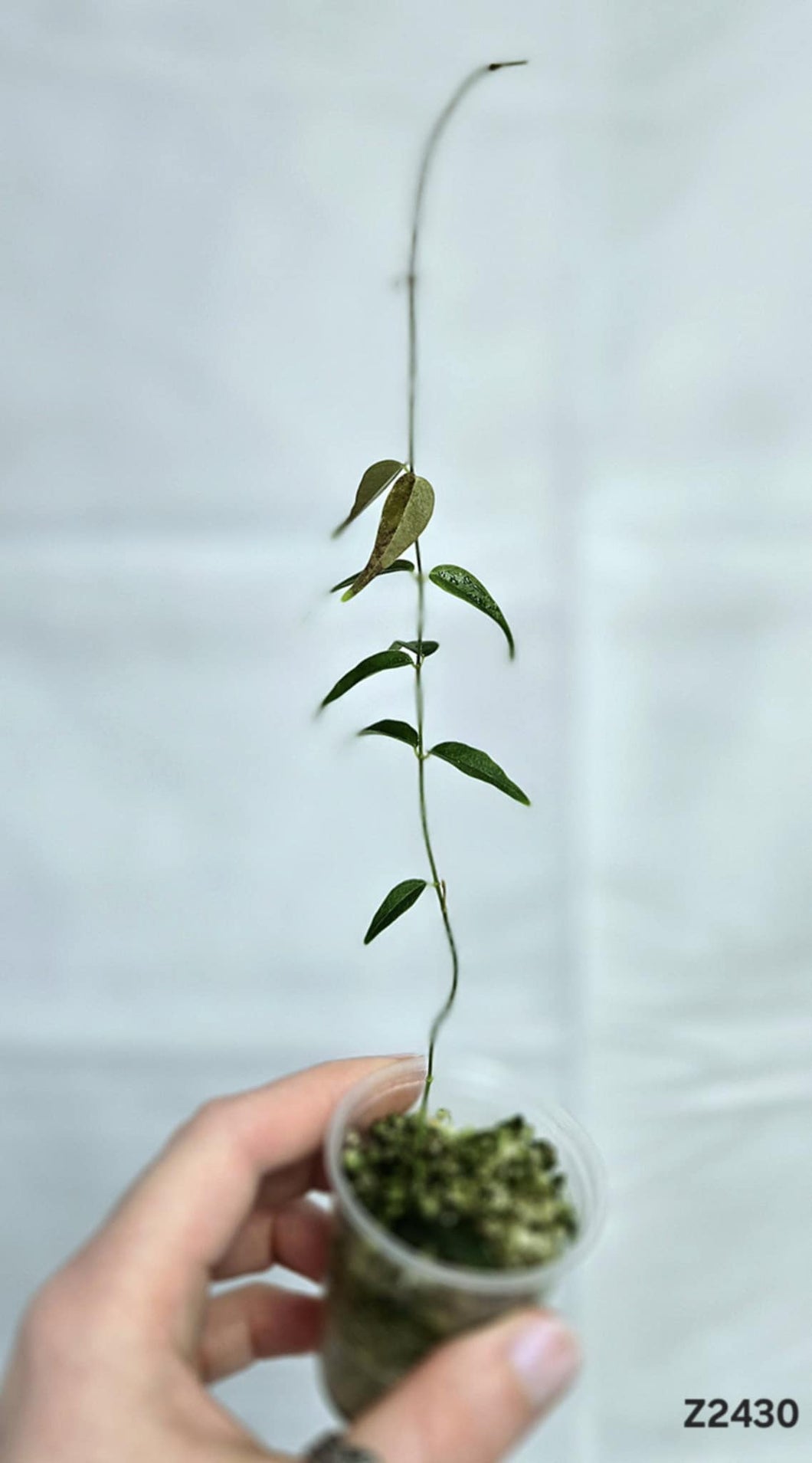 Hoya Leucantha PNG ⭐️ #Z2430