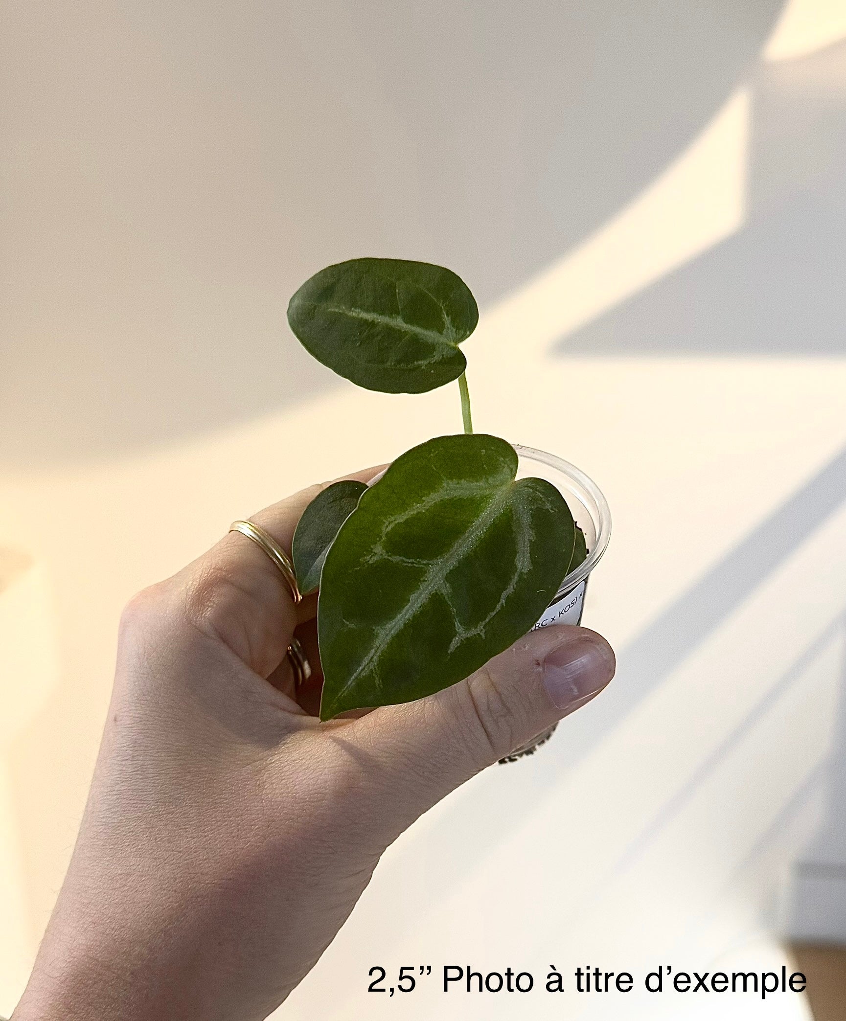 Anthurium (RC x KOS) x Michelle – ZARITS
