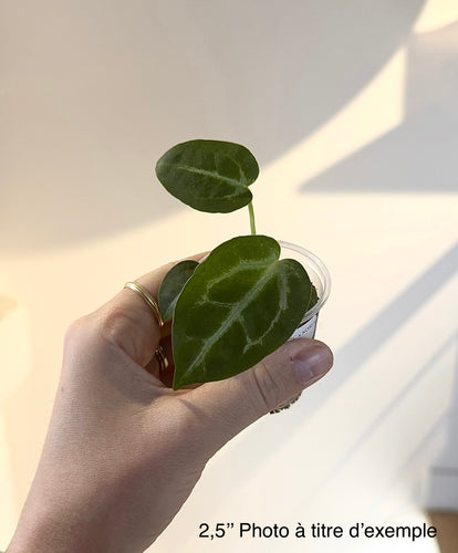 Anthurium – ZARITS