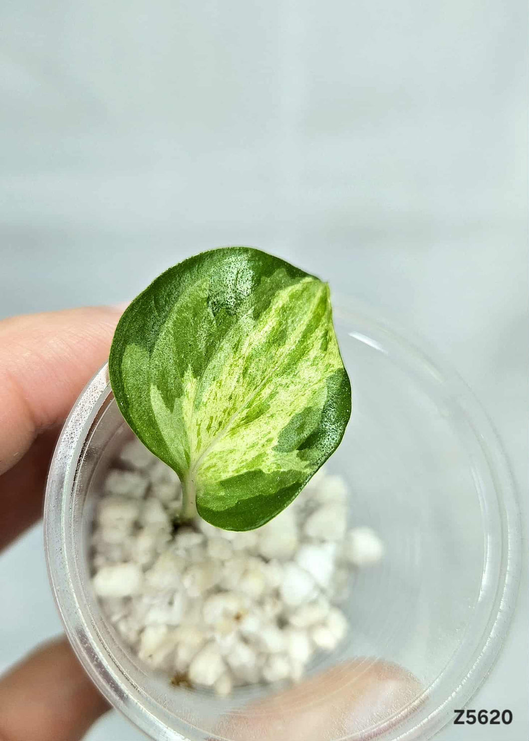 Pothos Manjula #Z5620