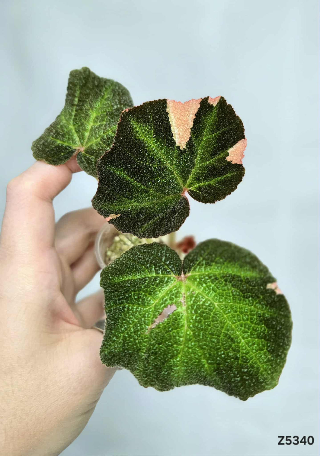 Bégonia SoliMutata Variegata #Z5340