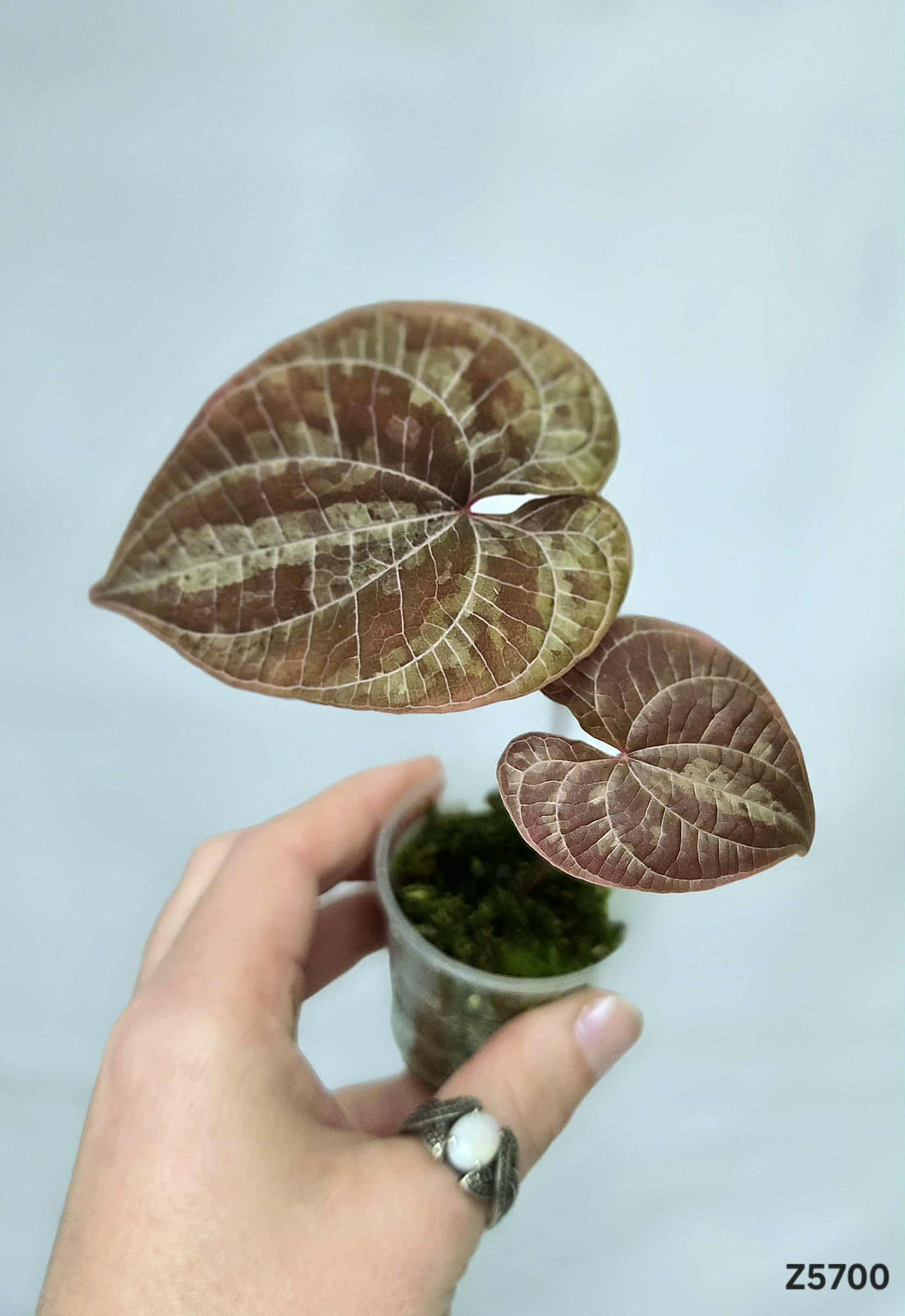 Dioscorea Dodecaneura #Z5700