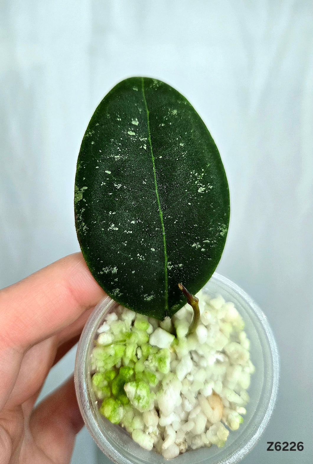 Hoya Rintzii Borneo ⭐️ #Z6226