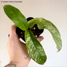 Charger l'image dans la galerie, Rhaphidophora 'Gorilan' en pot, feuilles vertes brillantes
