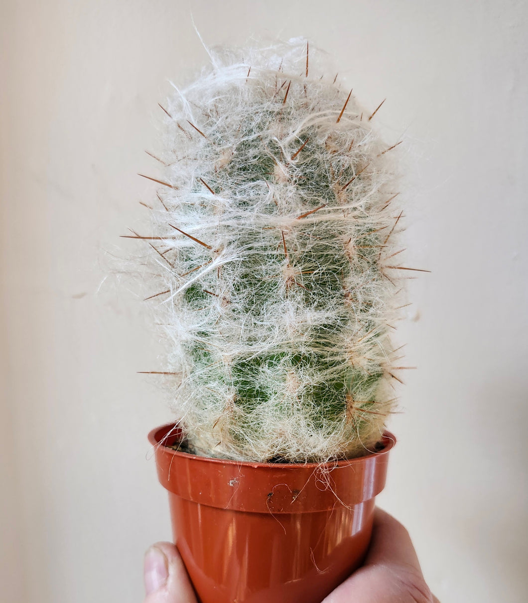 Cactus Oreocereus trollii