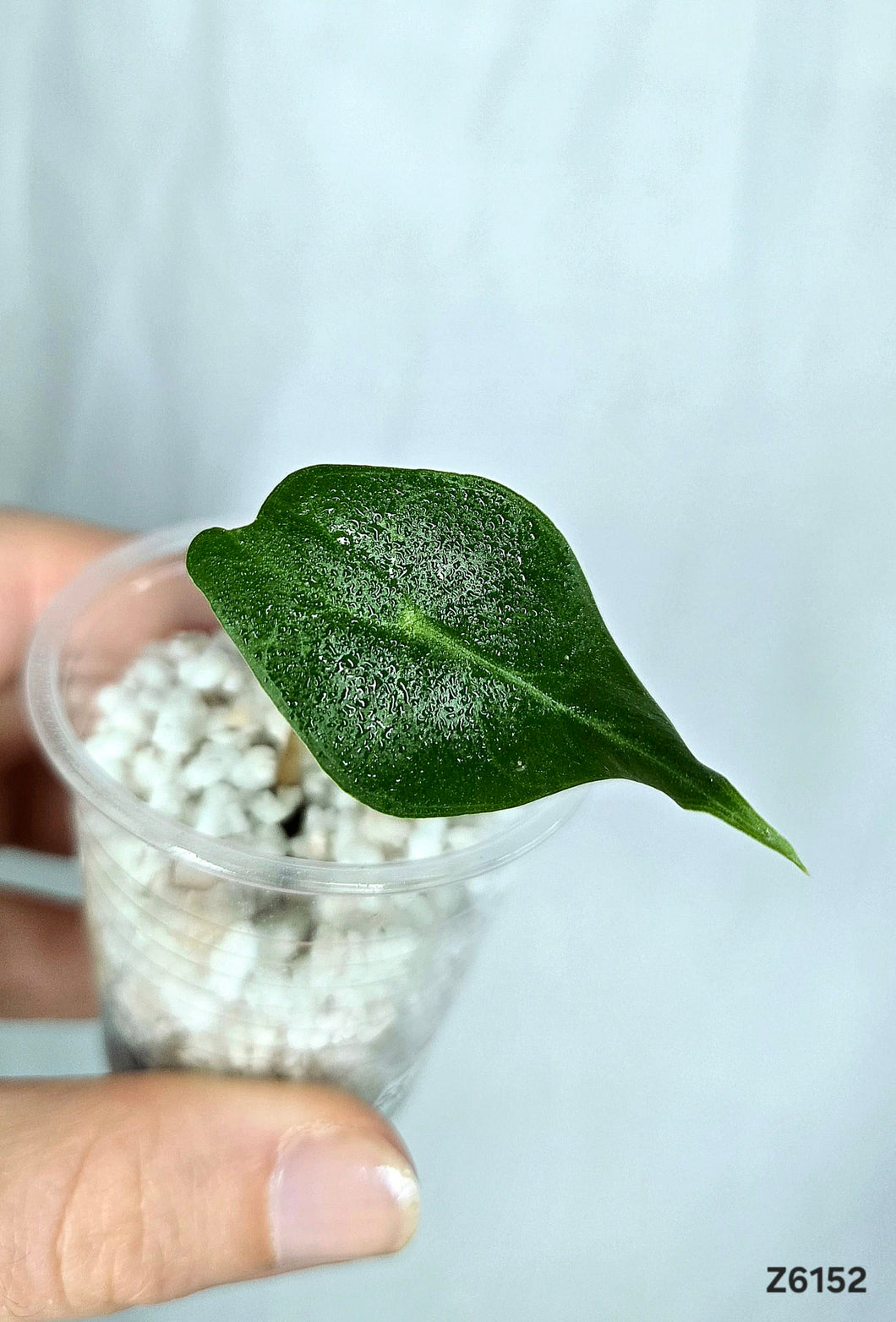 Alocasia Frydek  #Z6152