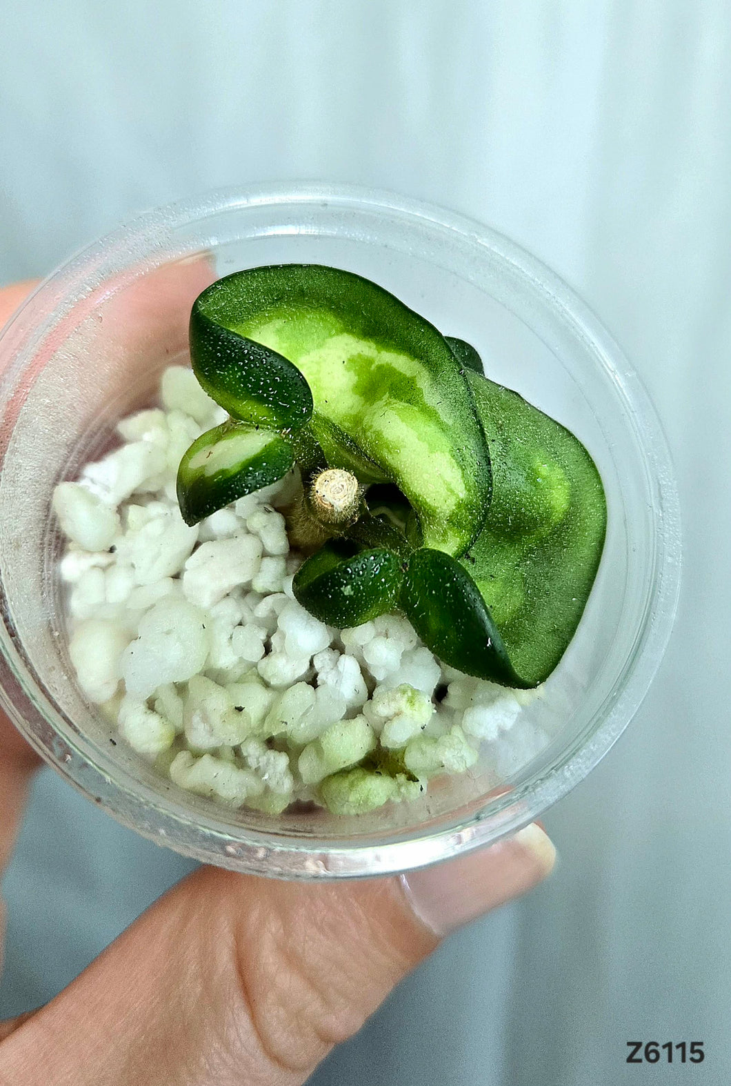 Hoya Mauna Loa ⭐️ #Z6115