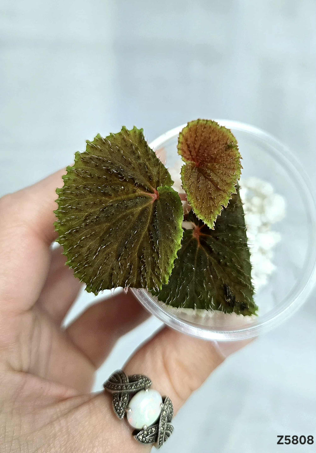 Bégonia Ruthiae #Z5808